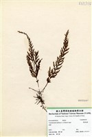 藏品(寬葉瓶蕨)的圖片